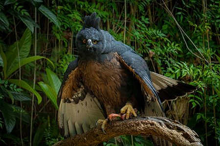 Águila andina