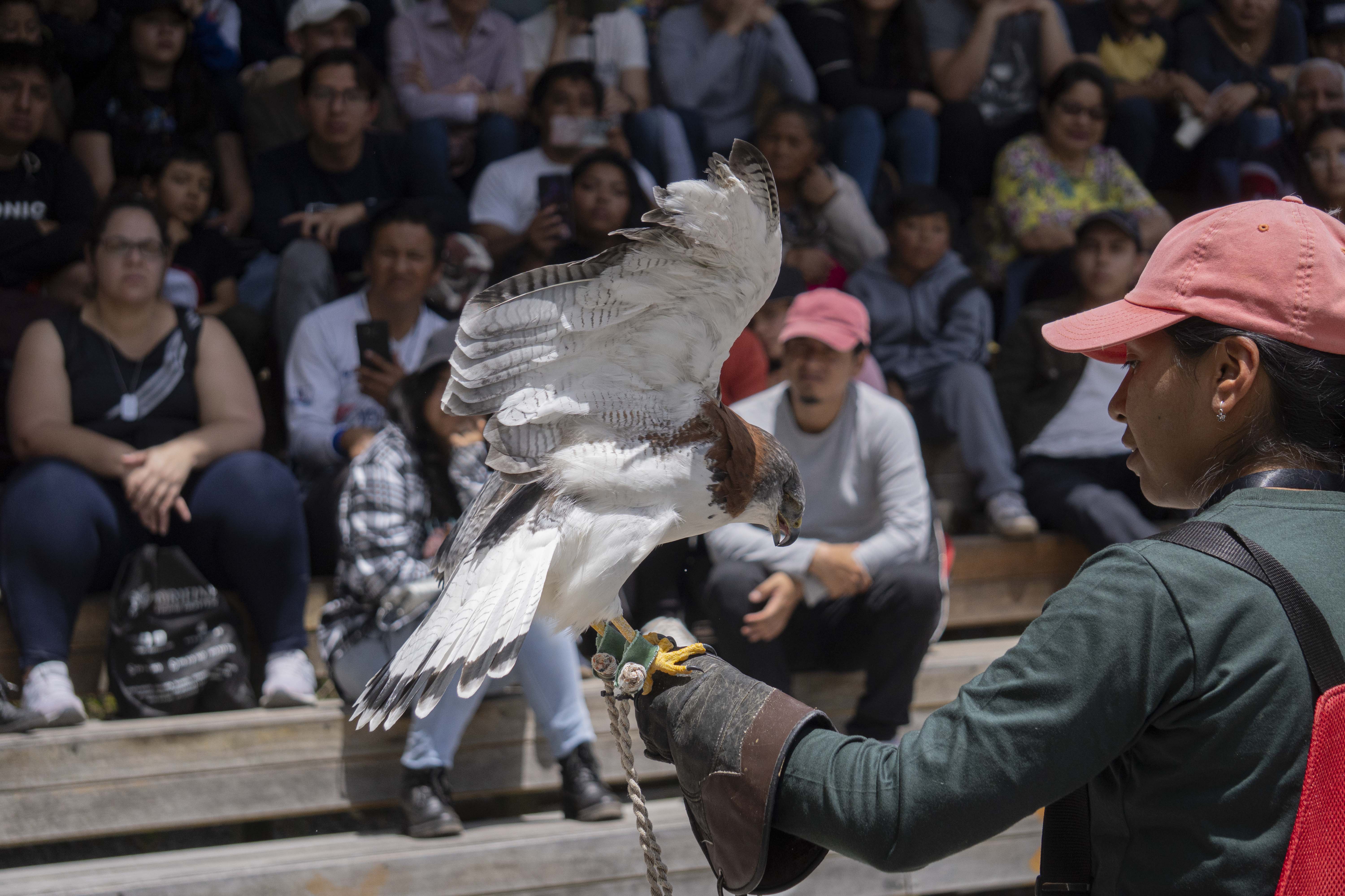 Aves
