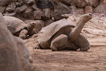 Tortuga Galápagos