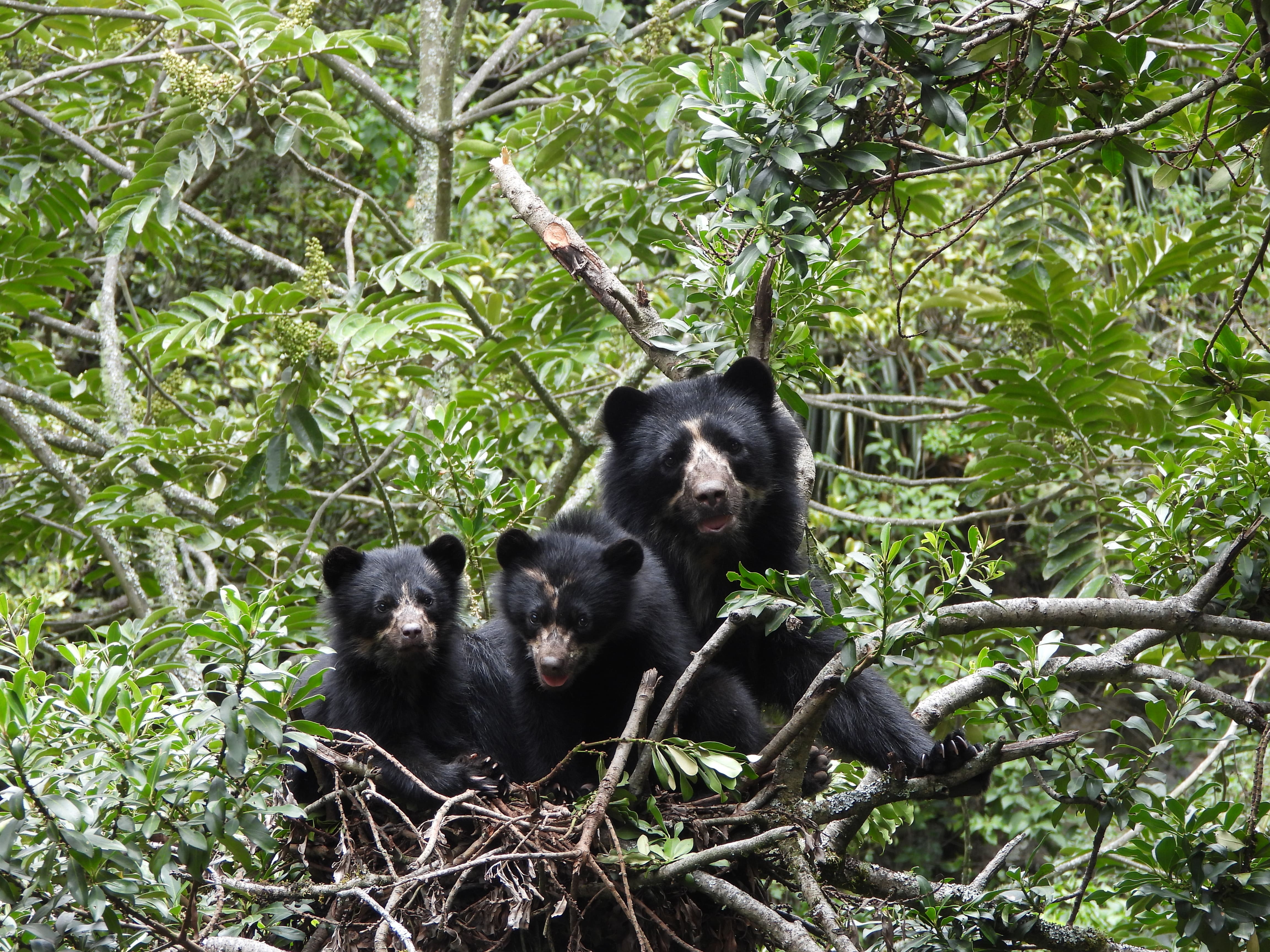 Osos