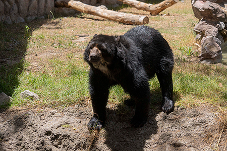 Oso Andino