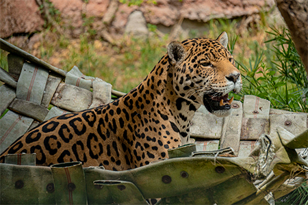 Jaguar